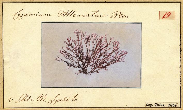 Ceramium attenuatum_19.jpg
